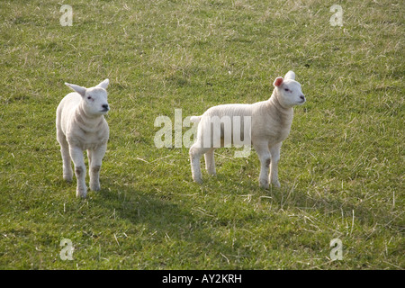 Frühjahr Lämmer in einem Feld nahe Glanton, Northumberland, England. Stockfoto