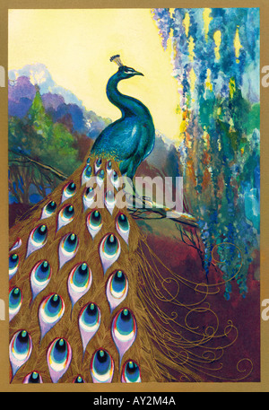 Ornamentale Pfau Stockfoto