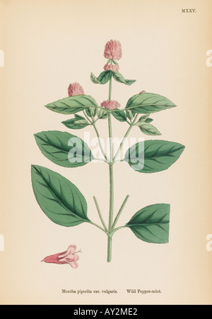 Mentha Piperita Pflanzen Stockfoto