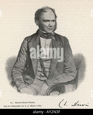 Darwin 1849 Masure Stockfoto