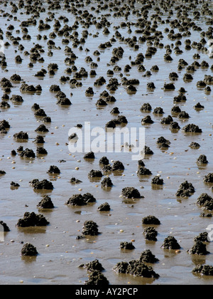 Viele der Wattwurm wirft an einem Strand in Wales Swansea UK Stockfoto