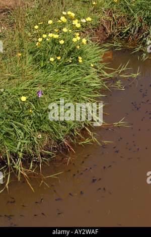 Kaulquappen schwimmen im Teich bei Priddy an der Mendip Hills Somerset England Stockfoto