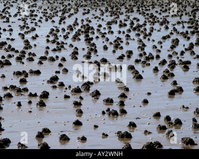 Viele der Wattwurm wirft an einem Strand in der Nähe von Swansea Wales UK Stockfoto