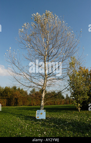 Herbst auf dem Spiegel - Udine Friaul Parco del Cormor Italien Stockfoto