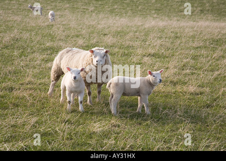 Frühjahr Lämmer in einem Feld nahe Glanton, Northumberland, England. Stockfoto