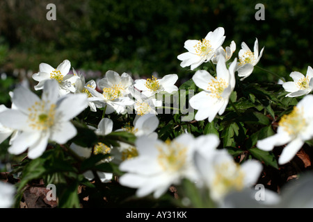 ANEMONE NEMOROSA LEEDS VIELFALT Stockfoto