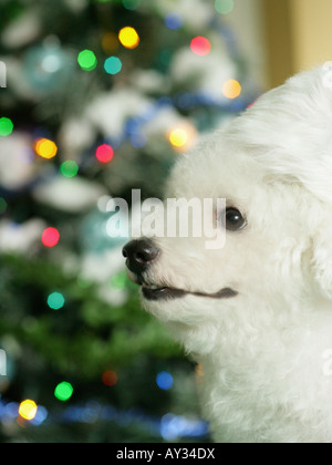 Nahaufnahme von einem Bichon Frise mit einem Weihnachtsbaum im Hintergrund beleuchtet Stockfoto