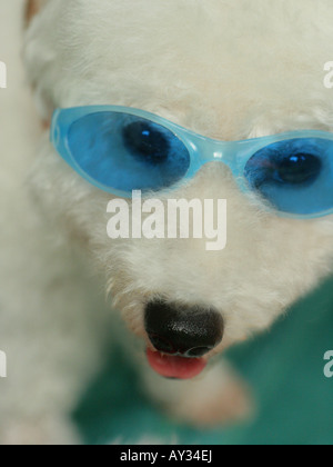 Nahaufnahme von ein Bichon Frise mit Sonnenbrille Stockfoto