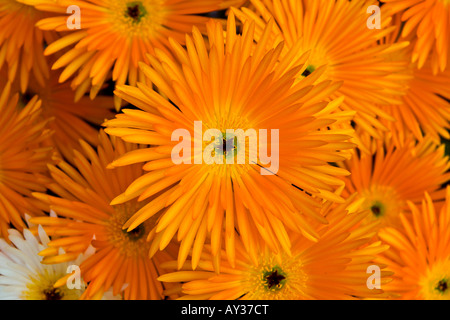 Orange Blumen Stockfoto