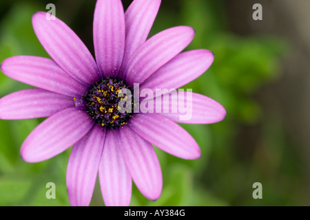Nahaufnahme einer Blume Stockfoto