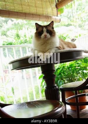 Katze (Ragdoll) auf einem Tisch liegend Stockfoto