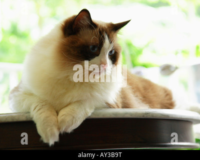 Nahaufnahme einer Katze (Ragdoll) auf einem Tisch liegend Stockfoto