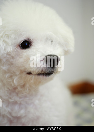 Nahaufnahme von einem Bichon Frise Stockfoto