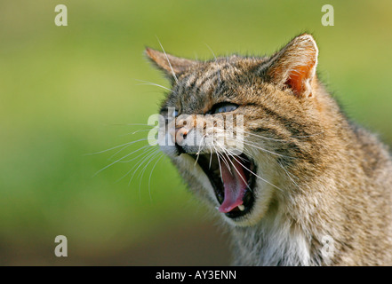 Schottische Wildkatze Felis Silvestris Gähnen Stockfoto