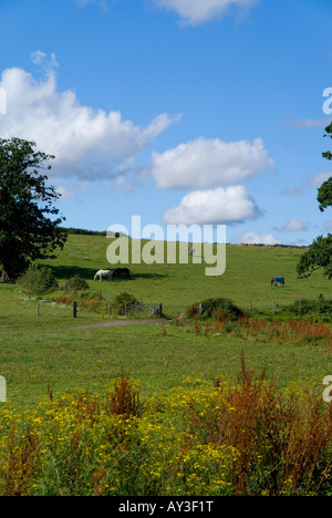 UK England Surrey telegraph Hill Landschaft Stockfoto