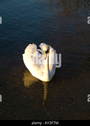 Europa UK Sunbury auf Themse Schwäne sunbury Stockfoto