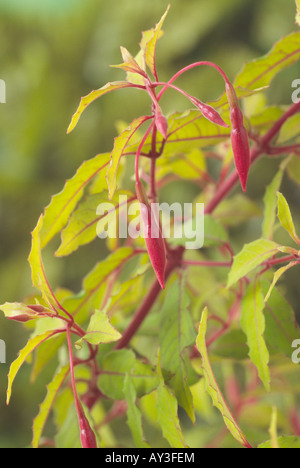 Fuchsie fehlt var. Gracilis "Aurea" AGM Nahaufnahme der Blätter und Knospen. Stockfoto