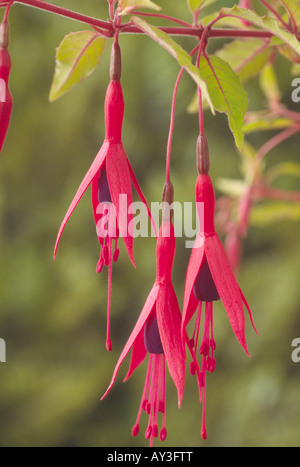 Fuchsie fehlt var. Gracilis "Aurea" AGM Nahaufnahme von Blüten und Blättern. Stockfoto