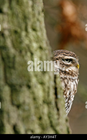 Steinkauz Athene noctua Stockfoto