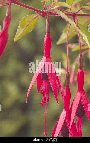 Fuchsie fehlt var. Gracilis "Aurea" AGM Nahaufnahme von Blüten und Blättern. Stockfoto