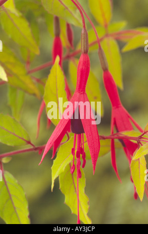 Fuchsie fehlt var. Gracilis "Aurea" AGM Nahaufnahme von Blüten und Blättern. Stockfoto