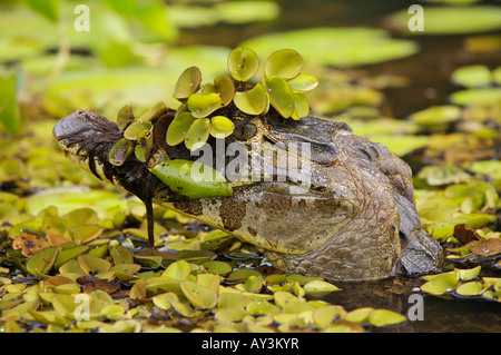 Yacare Caiman untergetaucht teilweise unter Wasserpflanzen in der Pantanal-Brasilien Stockfoto