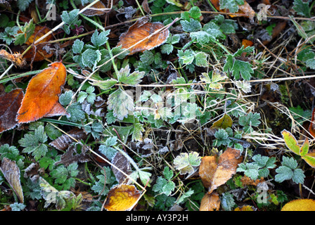 Am frühen Morgen Frost auf weedy Boden in einem abgelegenen schottischen Highland glen Stockfoto