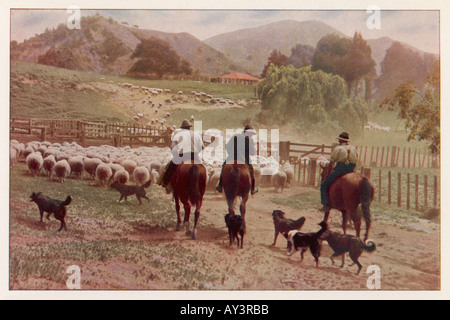 NZ fahren Schafe Stockfoto