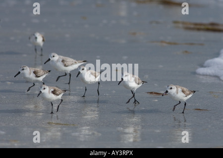 Sanderlinge Calidris Alba Fütterung auf Tideline Golf-Küste Florida USA Stockfoto