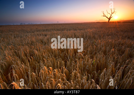 Morgendämmerung in der Norfolk-Landschaft in der Nähe von Thurne Stockfoto