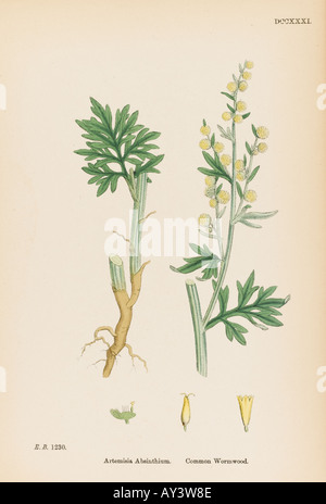 Artemisia Absinthium Stockfoto