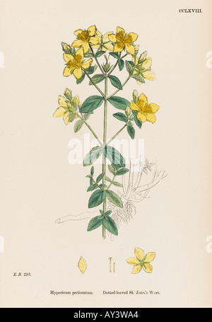 Hypericum Perforatum Stockfoto