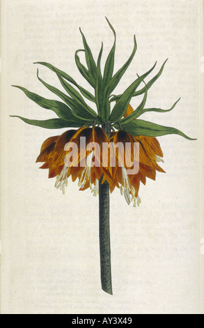 Fritillaria Imperialis Stockfoto