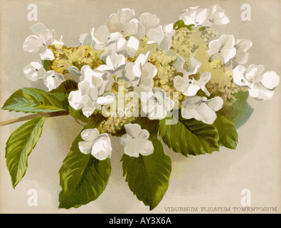 Pflanzen Viburnum Plicatum Stockfoto