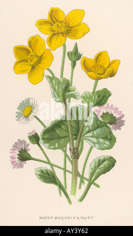 Pflanzen Caltha Palustris Stockfoto