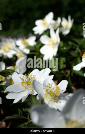 ANEMONE NEMOROSA LEEDS VIELFALT Stockfoto