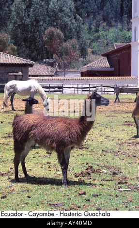 Ecuador Cayambe Hosteria Guachala Stockfoto