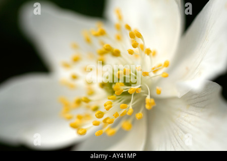 ANEMONE NEMOROSA LEEDS VIELFALT Stockfoto