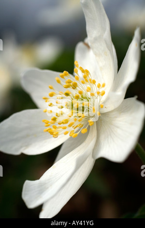 ANEMONE NEMOROSA LEEDS VIELFALT Stockfoto