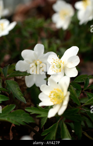 ANEMONE NEMOROSA LEEDS VIELFALT Stockfoto