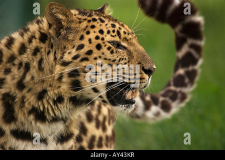 Männliche Amur-Leopard an Wildlife Heritage Foundation ansässigen. Eine der seltensten und am meisten bedrohten Katzen der Welt. Stockfoto