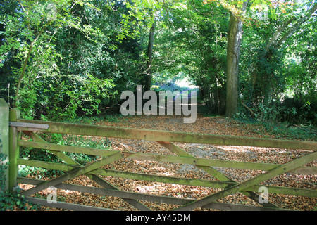 Ein hölzernes Tor führt in den Wald, mit einem Feld hinaus im Herbst. Es gibt im Herbst Laub auf dem Boden. Stockfoto