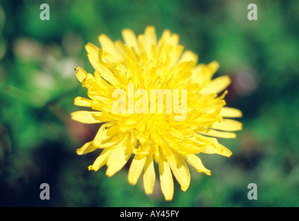 Löwenzahn Blüte, Nahaufnahme. Lozoya Tal. Madrid Provinz. Spanien. Stockfoto