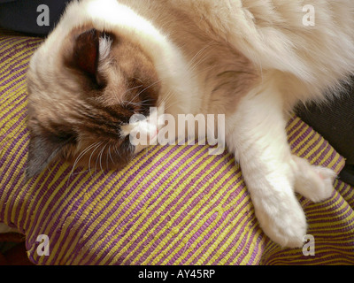 Weibliche Ragdoll Kätzchen auf Stuhl Arm schlafen Stockfoto