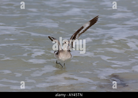 Willet Catoptrophorus Semipalmatus Florida USA Frühjahr Stockfoto