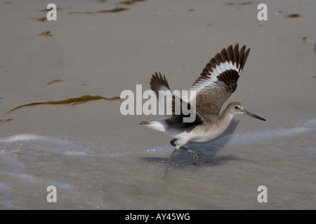 Willet Catoptrophorus Semipalmatus Florida USA Frühjahr Stockfoto