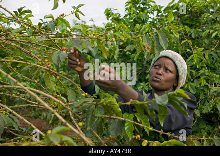 Afrika Kenia Ruira Herr junge Frau arbeitet als Kaffee-Auswahl bei der Ernte bei Oakland Estates Plantage Stockfoto