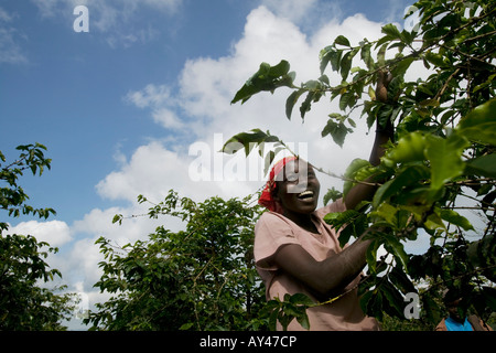 Afrika Kenia Ruira Herr junge Frau arbeitet als Kaffee-Auswahl bei der Ernte bei Oakland Estates Plantage Stockfoto