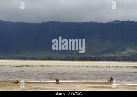 Drei Löwenbabys spielen am Ufer des Lake Magadi in Ngorongoro Krater, Ngorongoro Conservation Area, Tansania, Ostafrika Stockfoto