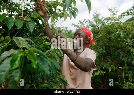 Afrika Kenia Ruira Herr junge Frau arbeitet als Kaffee-Auswahl bei der Ernte bei Oakland Estates Plantage Stockfoto